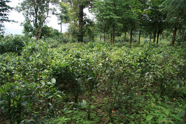 西双版纳茶树种质资源宝库