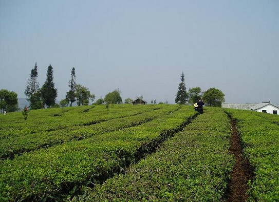 西双版纳栽培型茶树