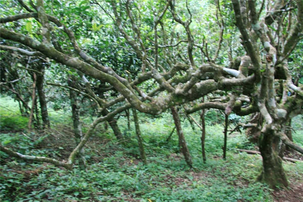 西双版纳野生型茶树