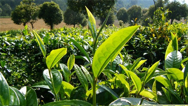 西双版纳境内主要的茶叶科研、生产单位