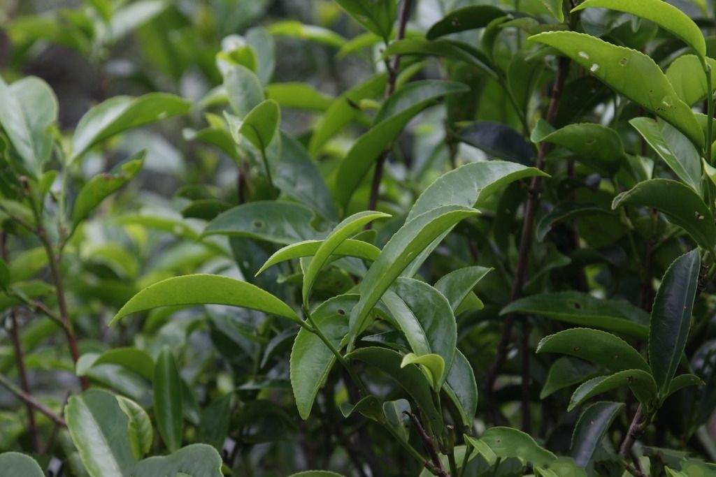 解读云南怎么会是全中国茶树种类分布最多的地方