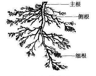 茶树在根系上以及茶树的茎都有哪些特性，同时茶树还有其他的植物学特性吗