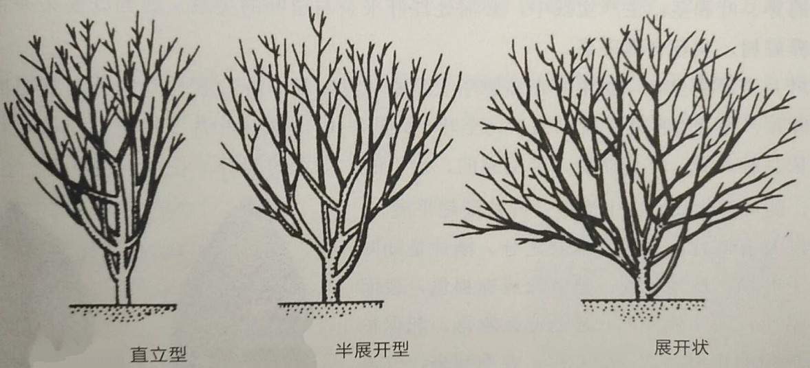 茶树在根系上以及茶树的茎都有哪些特性，同时茶树还有其他的植物学特性吗