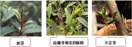 现如今茶树的芽和叶是怎么划分的、同时茶树的芽和叶都有什么作用