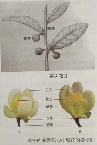 茶树的花、果实、种子之间都有什么联系，茶树的花、果实和种子都有哪些特点