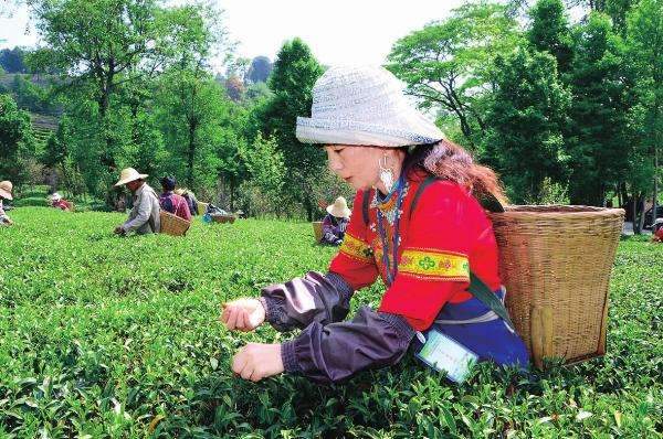 解读普洱茶的地方民族文化特征