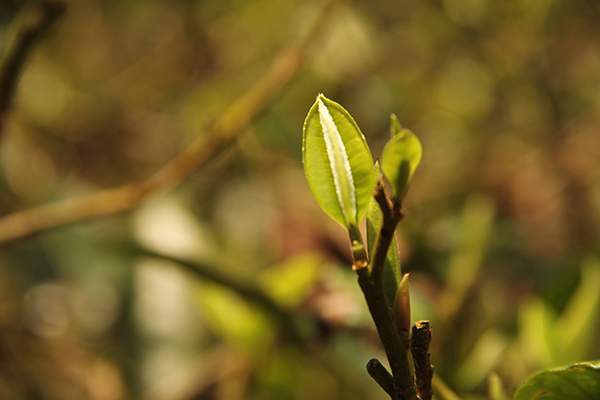 古茶园面积在勐海居首位的南糯山，普洱茶产量究竟有多少？
